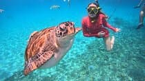 Curacao: Swimming with Sea Turtles meets Sea turtle beach