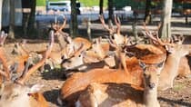 Nara Early Morning Tour (Kyoto Departure Option Available)