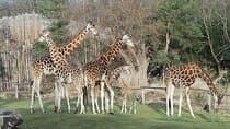 Giraffe Center, Karen Blixen, Beads and Bomas Cultural Dances