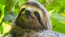 Corcovado National Park : Leona Biological Station