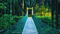 Alishan Join In Day Tour from Taichung (Incl. Park Entrance)