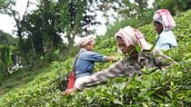 Guwahati Tea Garden tour @ Amchong
