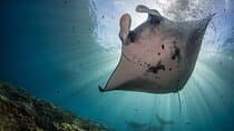 Lembongan Snorkeling at Manta Bay, Crystal Bay and Mangrove