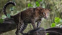 Wilpattu National Park | Half Day Safari Tour
