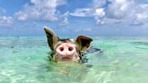 Nassau: Swimming Pigs & Island Escape with Bahamian Lunch