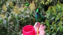 Hummingbirds sanctuary in Mindo.