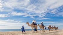 Cabo Camel Ride, Mexican Buffet and Tequila Tasting