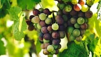 Lisbon Region Wine Tour: Mafra & Ericeira + Hotel Pick-Up