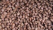 Roast Your Own Coffee: Bajo Boquete Expert-Led Experience