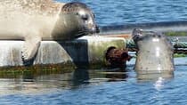 Zeeland seal Beach safari NL/DE