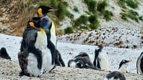  Falkland Penguin Tour Bertha Beach, Yorke Bay Gentoos 