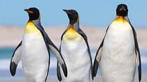 Falkland Islands Penguins Full Day Tour 