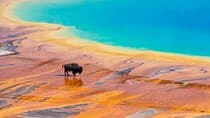 Mercedes Van VIP Tour of Yellowstone with a Wildlife Biologist
