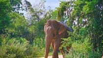 Udawalawa National Park Privet Safari Tours