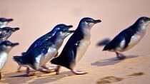 Phillip Island Penguins & Wildlife Day Tour from Melbourne