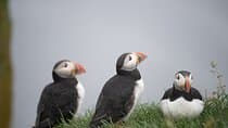Mykines Private Hike and Tour Adventure 