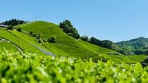 Uji and Wazuka Matcha Farm Half Day Private Guided Tour