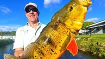 Pompano Beach Fishing Tour, Catch Peacock Bass, Clown Knifefish!