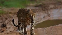 Yala Best Extended Half Day Safari By Ceylon Leopard Safari
