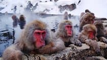 Snow Monkey Park, Soba Lunch and Shibu Onsen Tour 