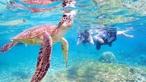 [Miyako Island/Half Day] Sea Turtle Snorkeling
