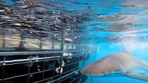 Shark Cage Diving and Viewing - Self drive