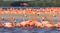Rio Lizards and Las Coloradas Ecosafari Maya Natural Experience