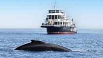 Tadoussac/Charlevoix: Whale Watching Tour