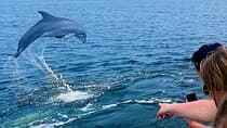Daily Dolphin Cruise + Sightseeing Tour on Pensacola Beach