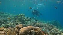 Boat Diving at Juvis