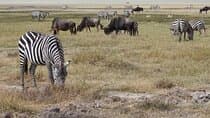 5-Day Wild Horizons Safari: Serengeti & Ngorongoro Crater 