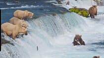 Brooks Falls Bear Viewing