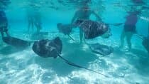 Stingray City, Snorkeling, & StarFish Adventure