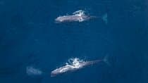 Kaikoura: Whale Watching Flight