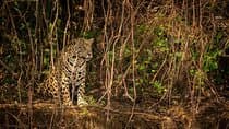 2-Days Wilderness Escape to Pench National Park from Nagpur