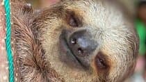 Roatan Wildlife Monkey Sloth Chocolate Rum Tasting city Tour