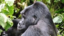 7-Day Customized Safari Tour and Gorilla Trekking in Uganda