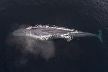 4 Hour Whale Watching Tour From Monterey