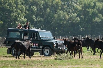 סיור VIP בספארי 4x4 בקמרג