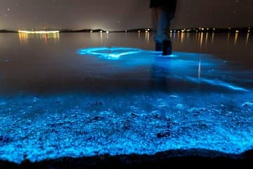 Florida Bioluminescence Kayaking Tour (Titusville)