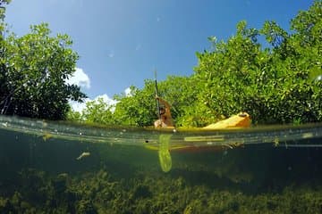 ר paddling Magic Mangrove בלגונת ביף איילנד