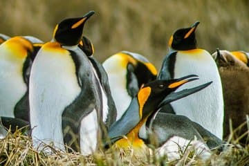 סיור פנגווין מלכותי ו Tierra del Fuego