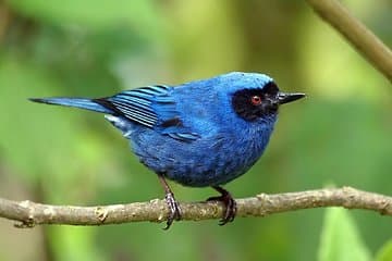 Full-Day Private Birding Tour in La Paz Refuge & Hummingbirds
