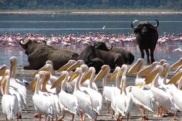 Day Safari to Lake Nakuru National Park from Nairobi