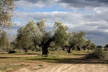 ביקור במטע זיתים בן מאות שנים עם קורס טעימות שמן