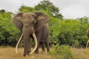 Full day Private Addo elephant safari min 4 pax max 12 pax 