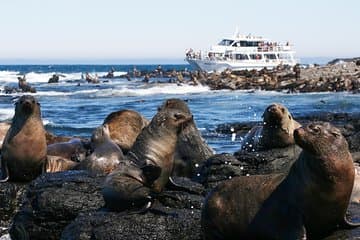 שיט צפייה ב seals בפיליפ איילנד