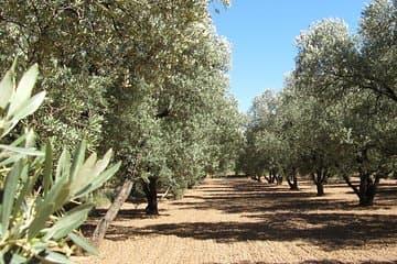 סיור שמן זית וביקור בעיר העתיקה בלצ'יטה