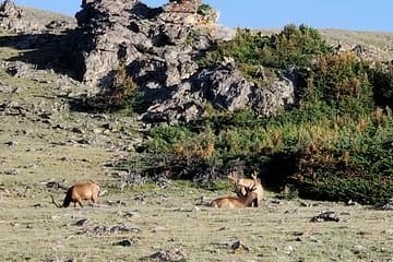 סיור פרטי של שלוש שעות לאחר הצהריים בפארק הלאומי רכסי הרוקי