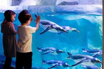 כרטיס כניסה לאקווריום SEA LIFE פריז ול ד'אורפ.